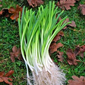 Taze soğan tohumu geleneksel white spear seeds allium fistulosum