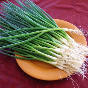 Taze soğan tohumu geleneksel white spear seeds allium fistulosum
