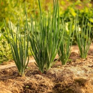 Taze soğan tohumu geleneksel white spear seeds allium fistulosum