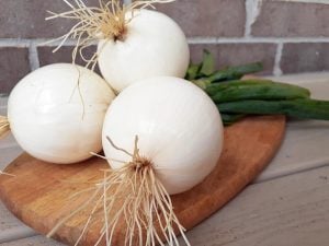 Soğan tohumu ispanyol tatlı beyaz baş soğan allium cepa seeds