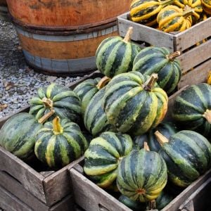 Guatemala squash balkabağı tohumu atalık