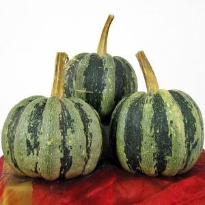 Guatemala squash balkabağı tohumu atalık