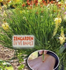 Bulbine frutescens fidesi şifalı bitki
