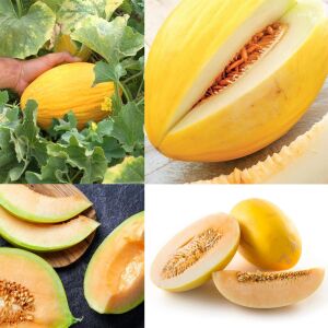 Geleneksel kavun tohumu crenshaw