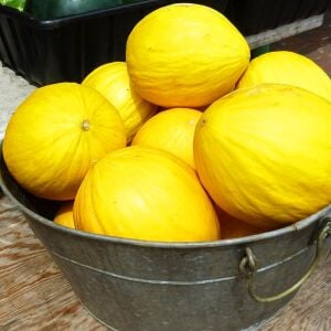 Geleneksel kavun tohumu crenshaw