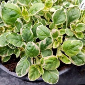 Panta kekik fidesi origanum vulgare mercanköşk