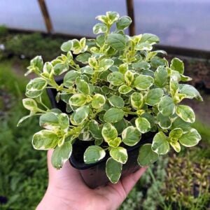 Panta kekik fidesi origanum vulgare mercanköşk