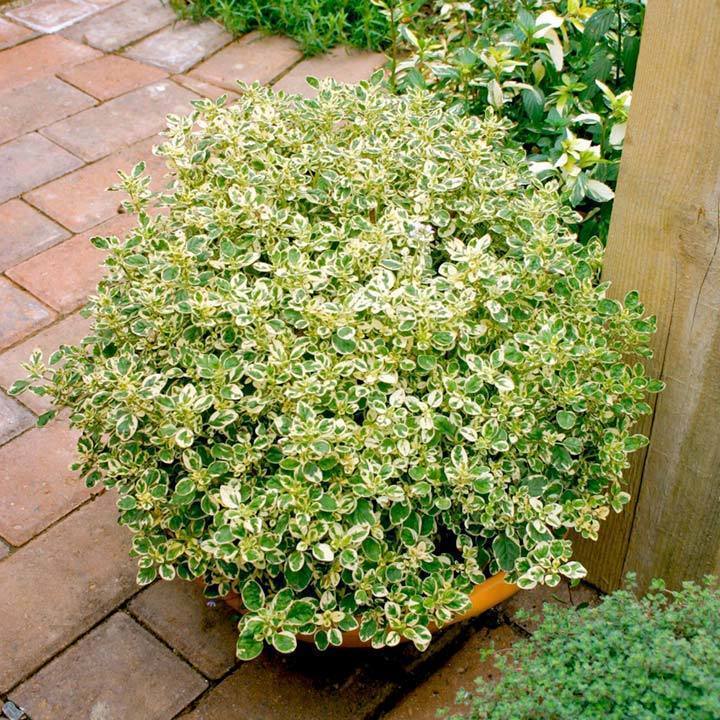 Panta kekik otu saksıda origanum mercanköşk