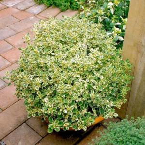 Panta kekik otu saksıda origanum mercanköşk