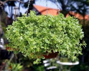 Panta kekik otu saksıda origanum mercanköşk
