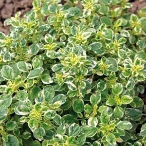Panta kekik fidesi origanum vulgare mercanköşk