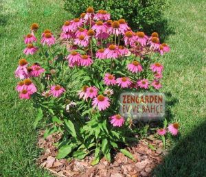 Bodur pembe ekinezya soğanı magnus superior echinacea 25 adet