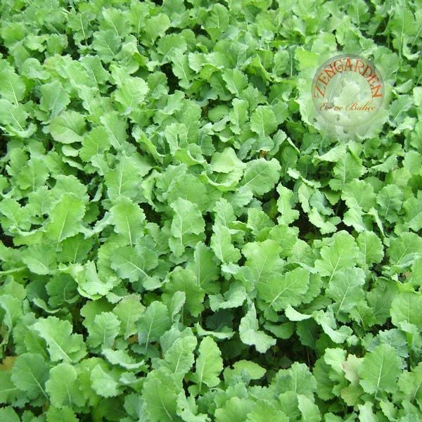 Şalgam otu tohumu yedi baş turnip greens
