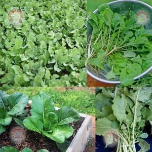Şalgam otu tohumu yedi baş turnip greens