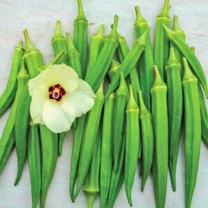 Clemson dikensiz bamya tohumu