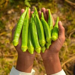 Clemson dikensiz bamya tohumu