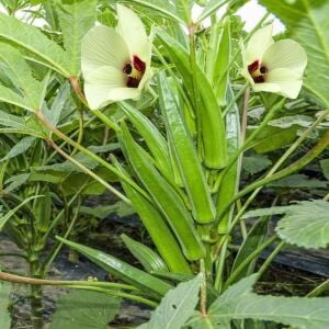 Clemson dikensiz bamya tohumu