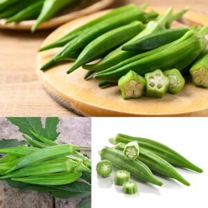 Clemson dikensiz bamya tohumu