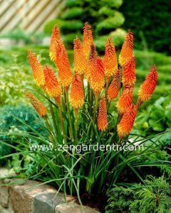 Fener çiçeği soğanı kniphofia alcazar 1 adet