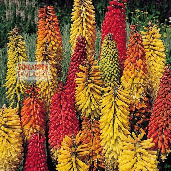 Fener çiçeği soğanı kniphofia alcazar 1 adet