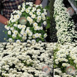 Kasımpatı tohumu krizantem chrysanthemum white stars