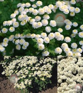 Kasımpatı tohumu krizantem chrysanthemum white stars