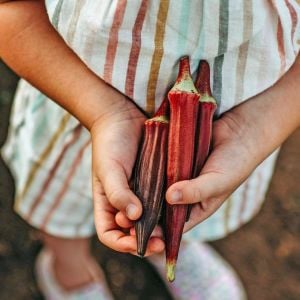 Kırmızı bamya tohumu red burgundy