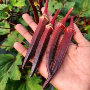 Kırmızı bamya tohumu red burgundy
