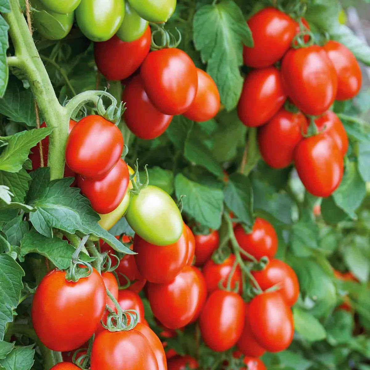 Rio grande domates tohumu geleneksel italyan domatesi