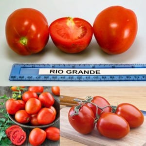 Rio grande domates tohumu geleneksel italyan domatesi