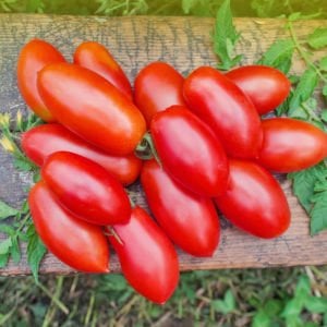 Rio grande domates tohumu geleneksel italyan domatesi