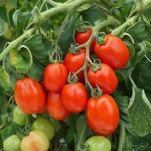 Rio grande domates tohumu geleneksel italyan domatesi