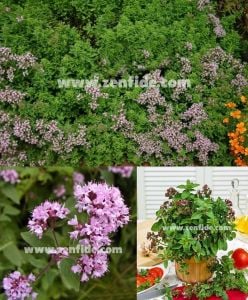 Yerli mercanköşk fidesi saksılık origanum vulgare