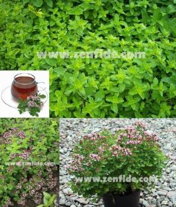 Yerli mercanköşk fidesi saksılık origanum vulgare