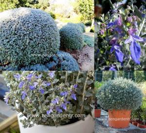 Mavi zeytin çalısı fidanı teucrium fruticans azureum 7 yada 9 cm saksıda