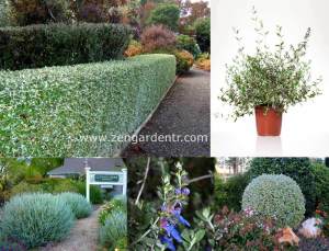 Mavi zeytin çalısı fidanı teucrium fruticans azureum 7 yada 9 cm saksıda