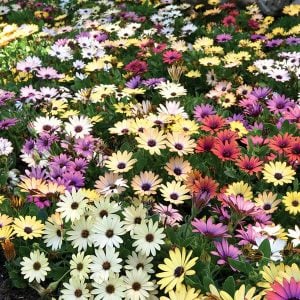Parlak sarı bodrum papatyası fidesi ithal osteospermum erato sunshine