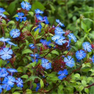 Ceratostigma griffithii fidesi griffith's plumbago 3 adet 9 cm saksıda