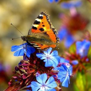 Ceratostigma griffithii fidesi griffith's plumbago 3 adet 9 cm saksıda
