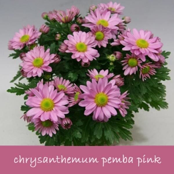 Pembe krizantem fidesi kasımpatı pemba pink chrysanthemum