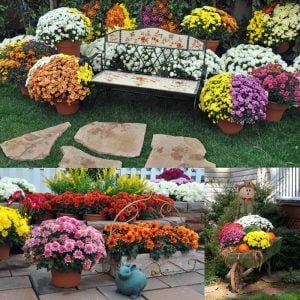 Pembe krizantem fidesi kasımpatı pemba pink chrysanthemum