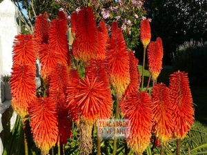 Fener çiçeği soğanı kniphofia alcazar 10 adet