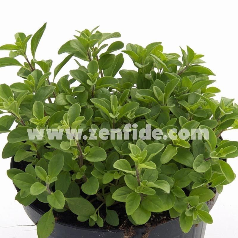 Tatlı mercanköşk fidesi saksılık origanum majorana