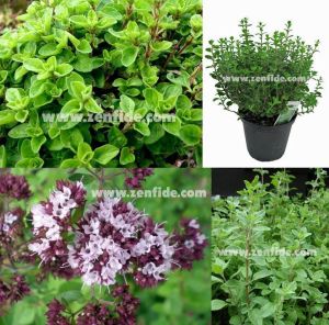 Tatlı mercanköşk fidesi saksılık origanum majorana