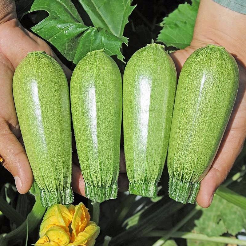 Kolsuz sakız kabağı kabak tohumu cucurbita pepo