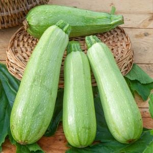 Kolsuz sakız kabağı kabak tohumu cucurbita pepo
