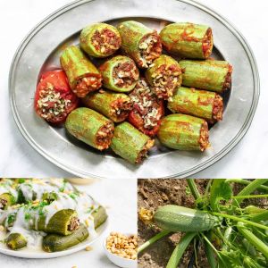 Kolsuz sakız kabağı kabak tohumu cucurbita pepo