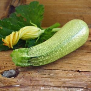 Kolsuz sakız kabağı kabak tohumu cucurbita pepo