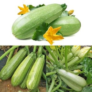 Kolsuz sakız kabağı kabak tohumu cucurbita pepo