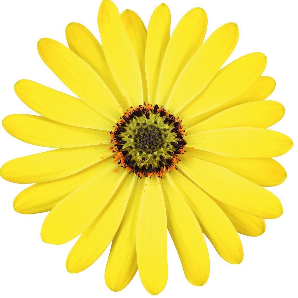 Parlak sarı bodrum papatyası fidesi ithal osteospermum erato sunshine